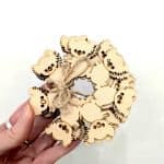 Koala Coasters JTC laser cutting and design