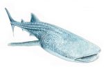 Whale Shark
