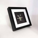 Life on Earth framed Ileana Rozitis Western Australian Artist