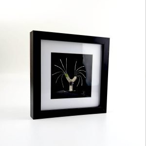 Ileana Rozitis Silversmith Artisan Fremantle Western Australia