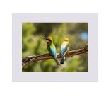 Rainbow Bee-Eaters Limited Edition Art Print