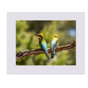 Rainbow Bee-Eaters Limited Edition Art Print