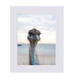 Emu Limited Edition Art Print
