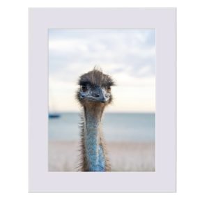 Emu Limited Edition Art Print