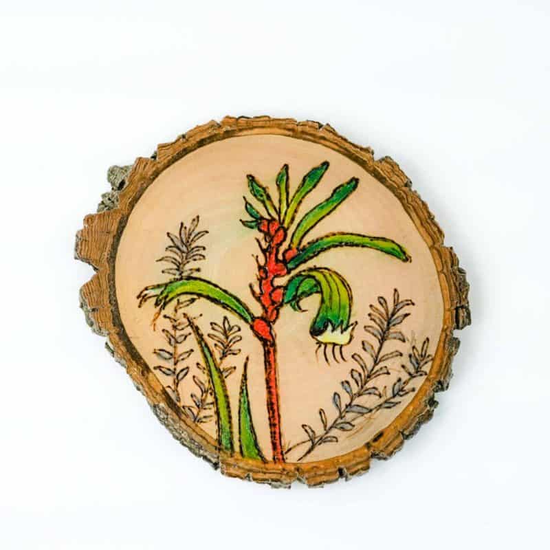 a slice of a tree branch that retains its natural edge with a pyro image of a kangaroo paw that has been colored red and green