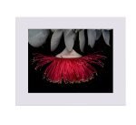 Mottlecah Limited Edition Art Print