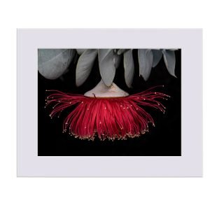 Mottlecah Limited Edition Art Print