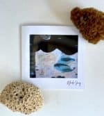 Whale Song Book Book by Joie Villeneuve