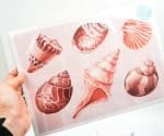 Assorted Shells Sofie Seyah