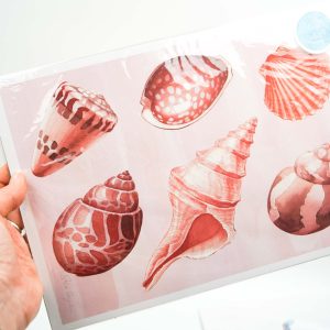 Assorted Shells Sofie Seyah