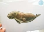 Manatee Print Manatee Sofie Seyah