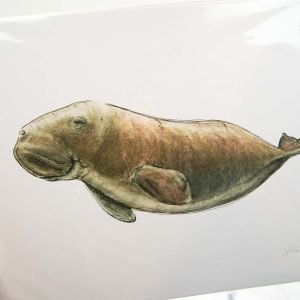 Manatee Sofie Seyah