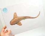 Shark Print Shark Sofie Seyah
