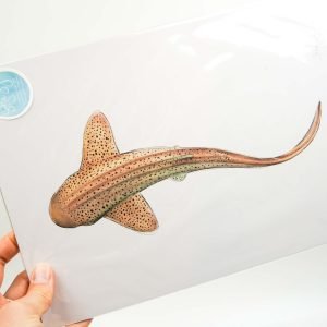 Shark Sofie Seyah