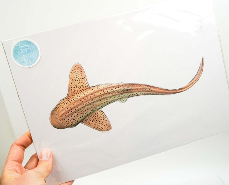 Shark Print Shark Sofie Seyah