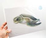 Turtle Print Turtle Sofie Seyah