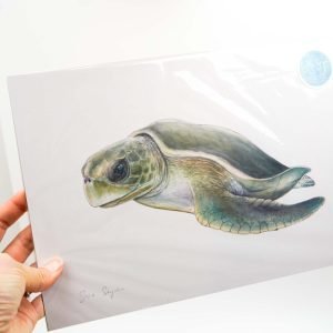 Turtle Sofie Seyah