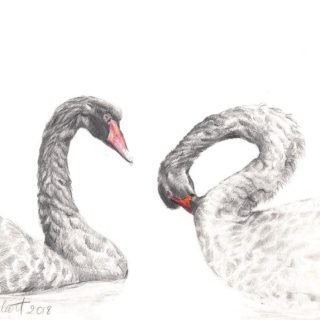Fremantle, Western Australian Artist Tiziana Paglia Chilcott