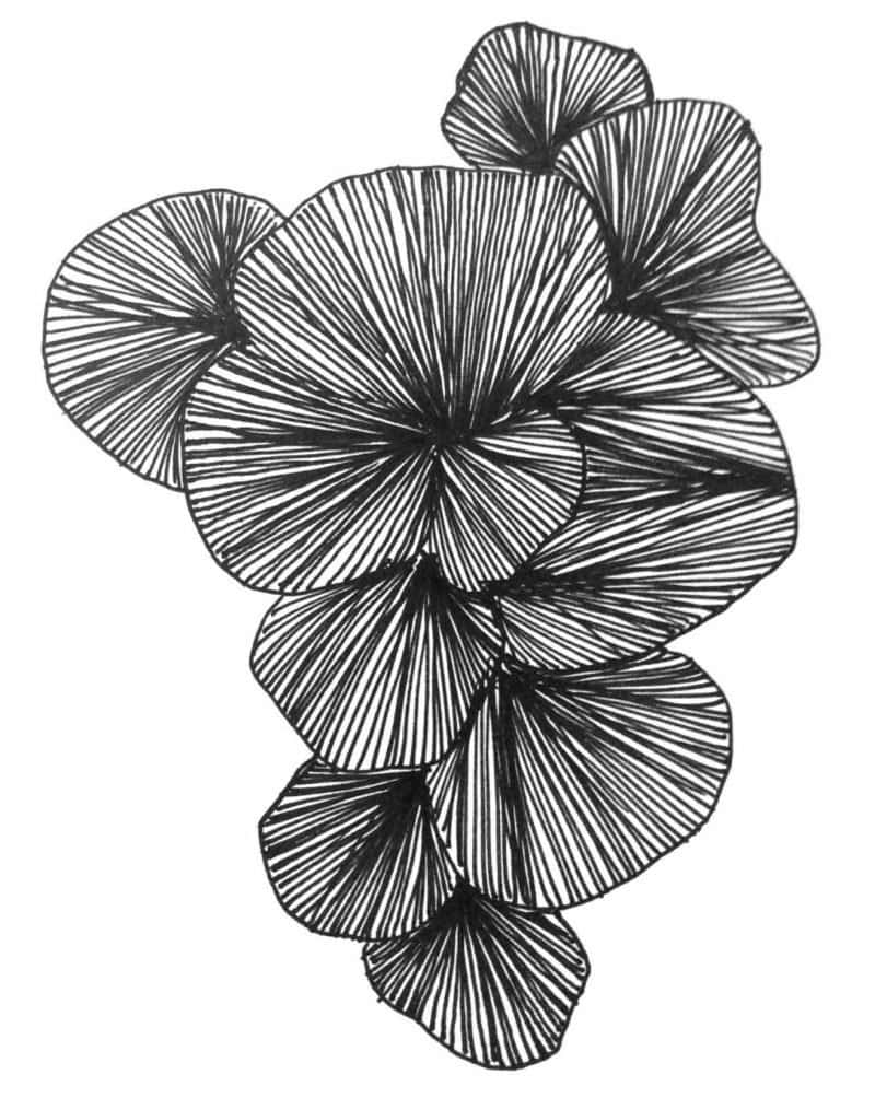 sea flange paper cut Anne Gee Sea Flange Anne Gee fremantle Artist