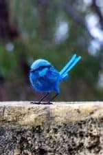 Blue Wren Crochettiky (1)