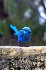 Blue Wren Crochettiky (2)