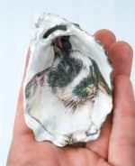 Oysters Rabbit -1 Annette Line-Ellis. Decoupage Oysters.