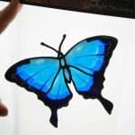 Ulysses Butterfly Sticker by Serene Forest.