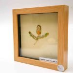 Banksia silver, brass, gold, sculpture in wooden frame (2) A slightly side-on view of the framed banksia sculpture shows the thick frame